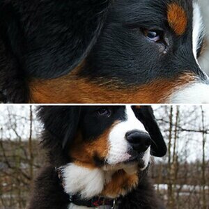Balu