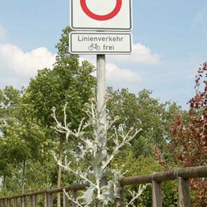 Riesendistel die zweite