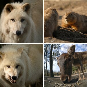Wildpark Lüneburger Heide · 21. März 2oo9.