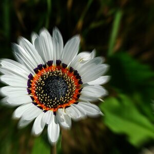 Blumen