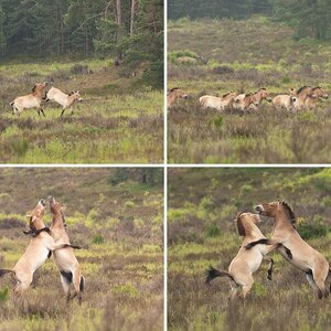 Tiere I