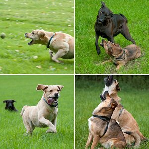 Hunde