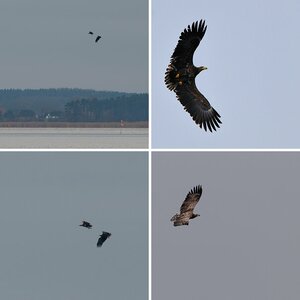 Adler auf Usedom
