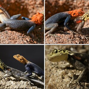 Afrika - Vieh und Wild