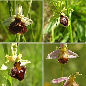 Orchidaceae