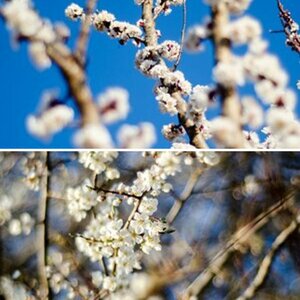 blumen
