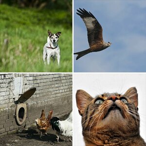 tiere