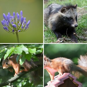 zoo-/gartenbilder
