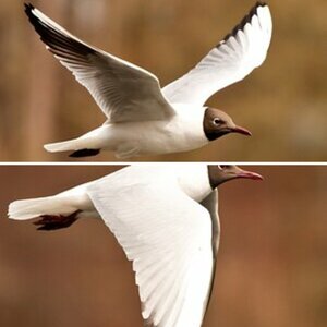 Vögel
