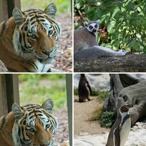 Tiere