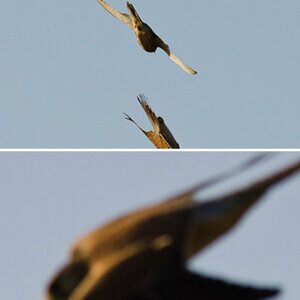 Wanderfalke
