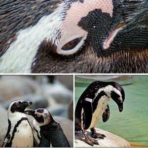 Pinguine