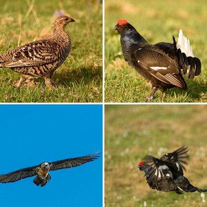 Tiere in freier Wildbahn ND