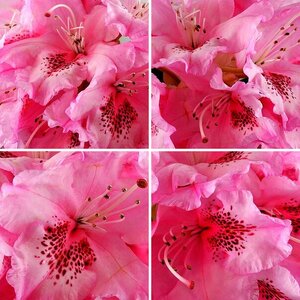 Blumen und Blätter 04