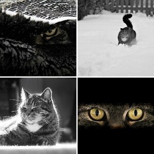Katzen
