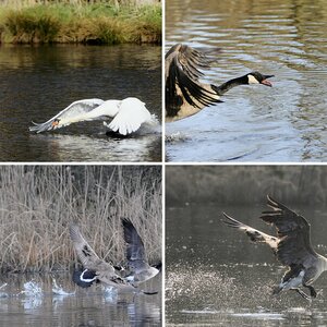 Birds in Action 1