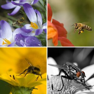 Insekten
