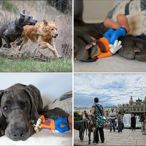 Hunde