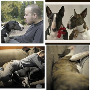 Bull-Terrier