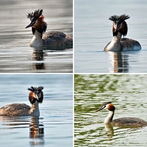 Haubentaucher_Enten_etc