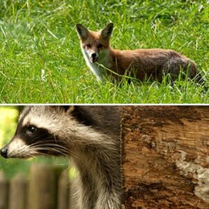 Tiere