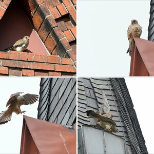 Noch mehr Vögel