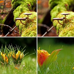 Pflanzen und Pilze