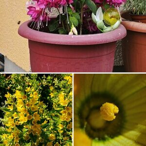 Blüten aus dem Garten