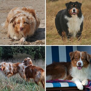 Hundstage