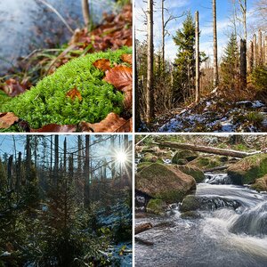 Nationalpark Bayerischer Wald November 2010