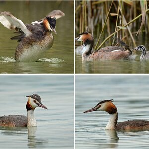 Wasservögel, Haubentaucher, Storch, Reiher, Kormoran, Nachtreiher. 2012-2013-2014