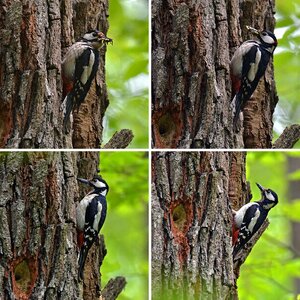 Spechte, Baumläufer; Goldhähnchen 2014_2015_2016