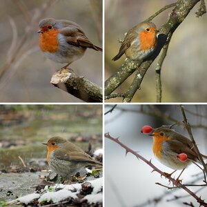 Rotkehlchen