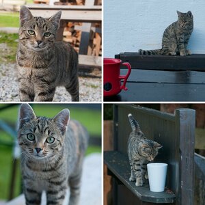 20110929 Gaistal Katze
