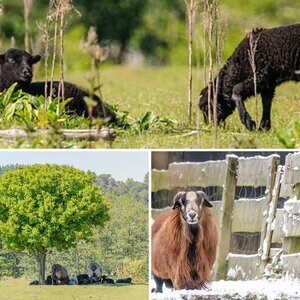 Tiere