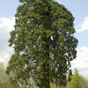mammutbaum
