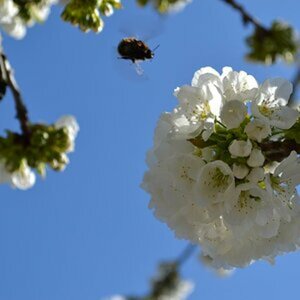 Frühling