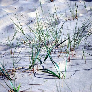 Usedom