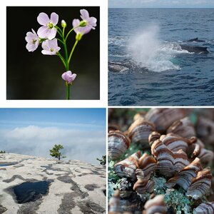 Natur