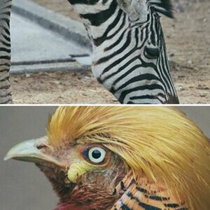 Tiere
