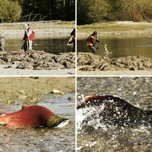 Lachswanderung 2010 - Adams River, Kamloops BC
