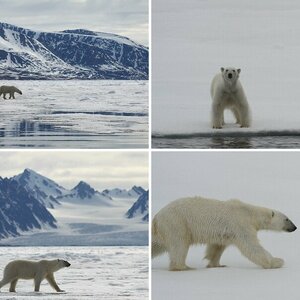 Spitzbergen - Eisbärensafari vom Kreuzfahrtschiff