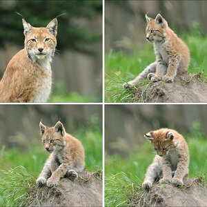 Wildpark Granat · 31. Juli 2o11.