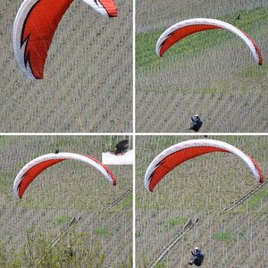 Krähe verteidigt ihre Lufthoheit gegen Paraglider