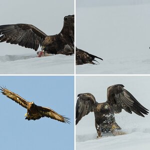 Steinadler
