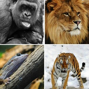 Tiere