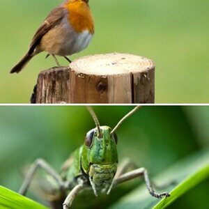 Tiere
