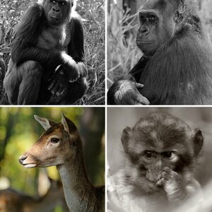 Tierwelt
