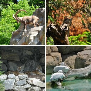 Tiere