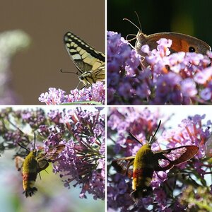 Libellen und andere Insekten